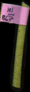 primarybranch