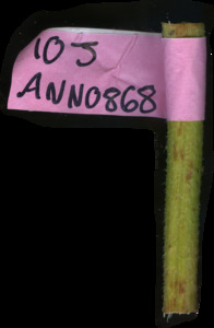 primarybranch