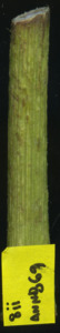 primarybranch