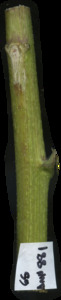 primarybranch