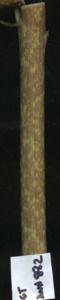 primarybranch
