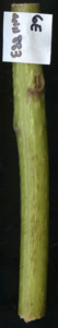 primarybranch
