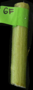 primarybranch