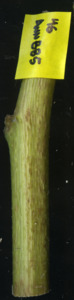 primarybranch