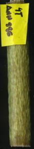 primarybranch