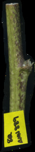 primarybranch
