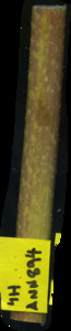 primarybranch