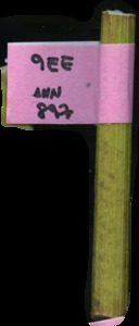 primarybranch