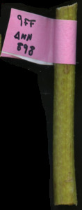 primarybranch