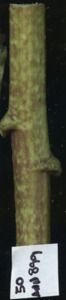primarybranch
