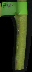 primarybranch