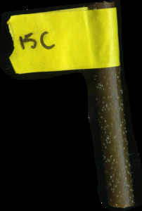 primarybranch
