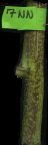 primarybranch