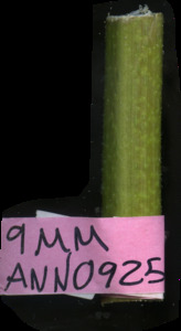 primarybranch