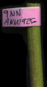 primarybranch