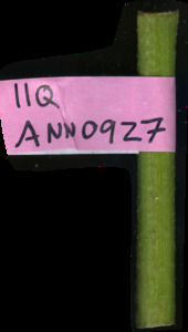 primarybranch