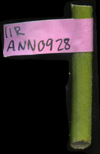 primarybranch