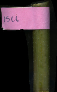 primarybranch