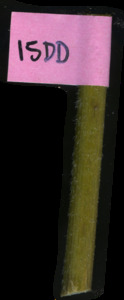 primarybranch