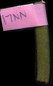 primarybranch