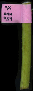 primarybranch