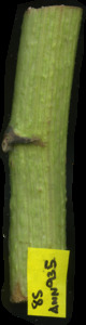 primarybranch