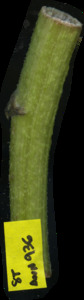 primarybranch