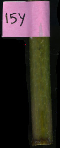 primarybranch