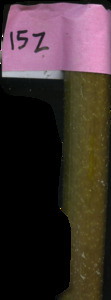 primarybranch