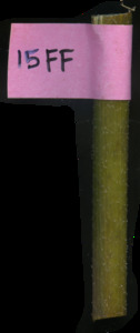 primarybranch