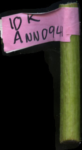 primarybranch
