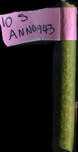 primarybranch