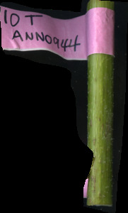 primarybranch