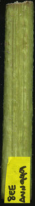 primarybranch