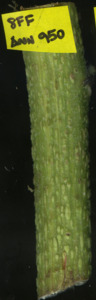 primarybranch