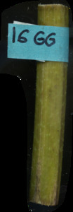 primarybranch