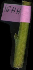 primarybranch