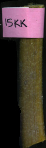 primarybranch