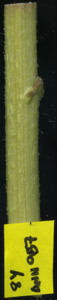 primarybranch