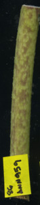 primarybranch