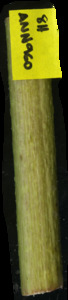 primarybranch