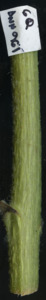 primarybranch