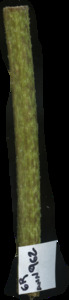 primarybranch