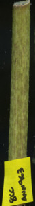 primarybranch