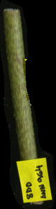 primarybranch
