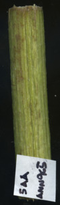 primarybranch