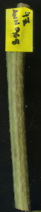 primarybranch
