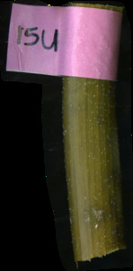 primarybranch