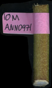 primarybranch