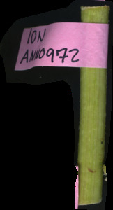 primarybranch